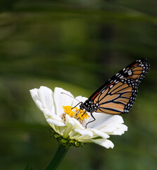 A horizontal macro photo of a perfectly lit beautiful orange and black striped monarch drinking nectar from a red lobelia flower on a beautiful sunlit summer day.