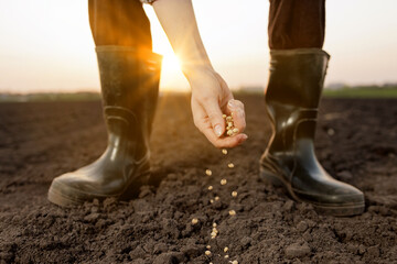 Farmer sowing seeds into fertile soil at sunset, agricultural planting and sustainability concept.