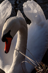 Close-Up of a Mute Swan with Spread Wings