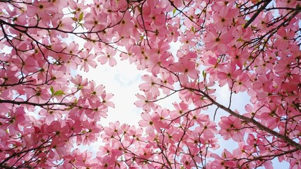 Pink cherry blossoms with green leaves and blue sky in the background.