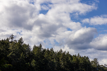 Scenic View of a Forest and Clouds Over BC Canada Landscape