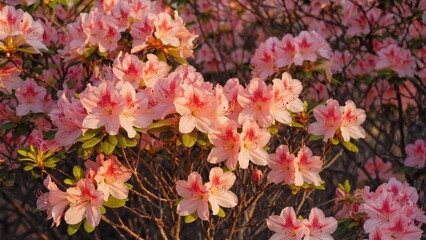Blossoming trees with peach flowers at sunrise.