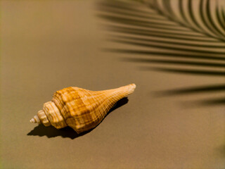 sea shell on brown background
