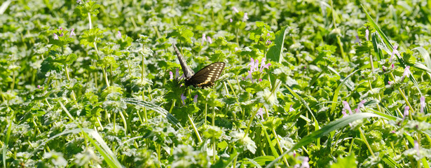Butterfly on henbit closeup in spring season, nature scene background.