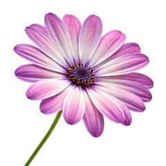 Fototapeta premium pink daisy isolated on white background