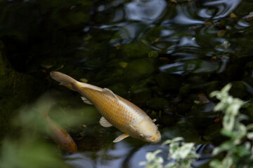 orange and white koi fish swimming past in dark water