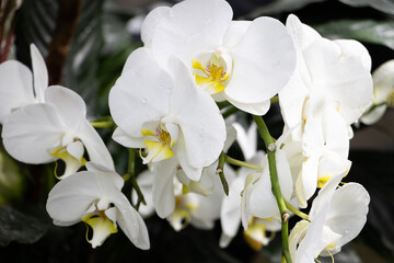 White Phalaenopsis Orchid flower yellow centre close up group