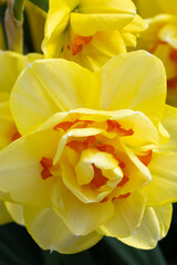 Narcissus tahiti yellow daffodil 