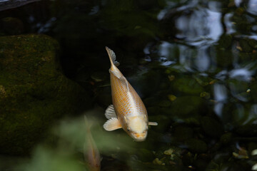 koi fish swimming towards viewer in dark water