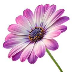 Fototapeta premium pink daisy isolated on white background