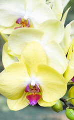 Phalaenopsis yellow orchid close up