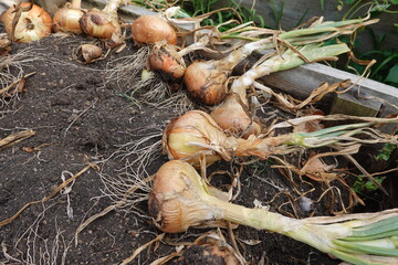 Freshly harvested onions drying on soil in vegetable garden