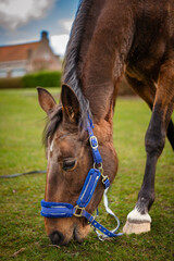 Obraz premium A peaceful horse grazes on a vibrant green meadow under the warm sun. The idyllic countryside setting exudes tranquility, with bright natural colors and a serene atmosphere.