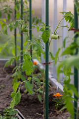 Tomato bushes in a greenhouse. In the background an unripe tomato and green tomato trees.