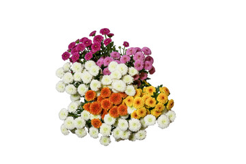 白バックの菊の花束