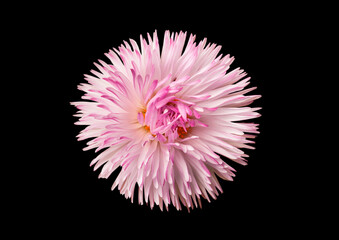 delicate pink chamomile flower on black background