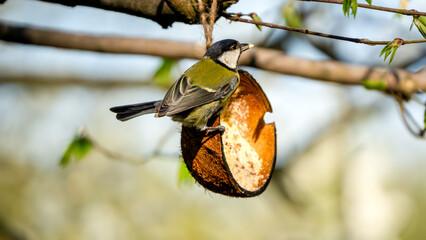 A Great Tit (Parus major) perched on a half‑shell coconut feeder nibbling seeds beneath budding spring branches