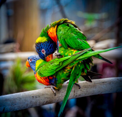 Two Rainbow Lorikeets (Trichoglossus moluccanus) perched on a rustic branch sharing an affectionate preening moment beneath soft bokeh light