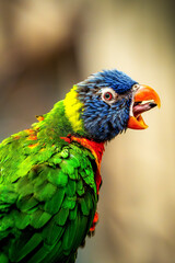 Vibrant Rainbow Lorikeet (Trichoglossus moluccanus) squawking with open beak against a softly blurred neutral backdrop