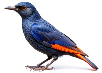 Obraz premium red winged starling isolated on white background