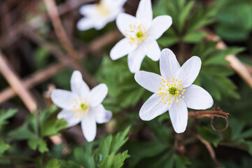 Anemone nemorosa. Beautiful close-up of fresh white anemones