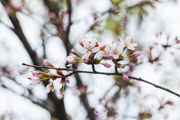 A close-up image of delicate pink cherry blossoms on a tree branch