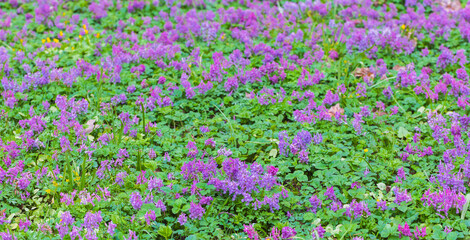 Corydalis solida in bloom. Vivid purple flowers adorn a lush green meadow