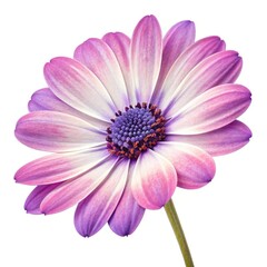 pink daisy isolated on white