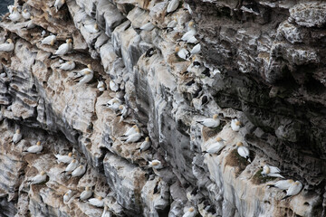 Northern gannets nesting on the steep cliffs on the Isle of Noss, Shetland.