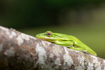 The American green tree frog (Dryophytes cinereus or Hyla cinerea)