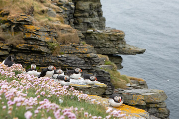 A colony of atlantic puffins relaxing on a cliff edge in Isle of Noss.
