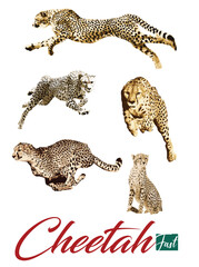 Cheetah3.eps