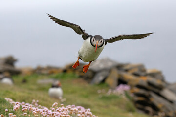 An atlantic puffin lands on a grassy patch on the cliffs around the Isle of Noss. © Migara