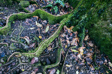 Looking down a the the cool roots of a Moorea Mape tree