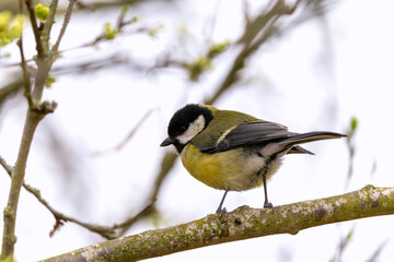 Great tit 