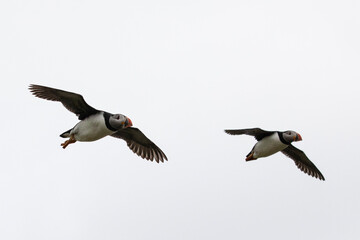 An atlantic puffin flying skilfully in the skies over Isle of Noss, Shetland.