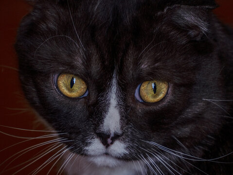 surprised black cat with yellow eyes close up - Powered by Adobe