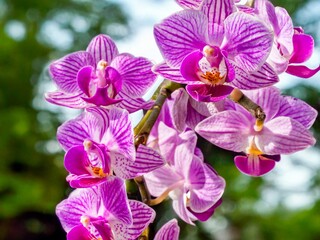 Close up of the purple moon orchid flower called because when it flowers it is shaped like a moon, pink moon orchids (phalaenopsis amabilis) in bloom.