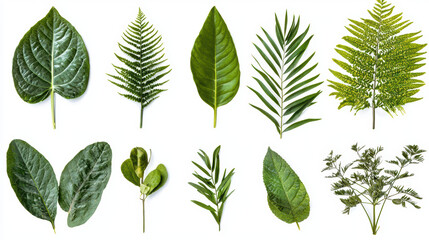 Collection of various vibrant green leaves isolated on a white background showcasing different shapes sizes and textures found in nature for botanical studies.