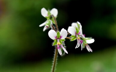 Nahaufnahme von Pfefferminzpelargonienblüten