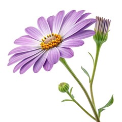 pink daisy isolated on white
