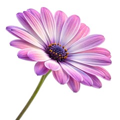 pink daisy isolated on white