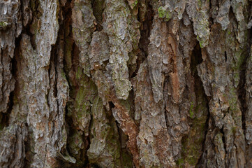 High-resolution close-up of rugged tree bark texture. Ideal for backgrounds, eco-themed designs, or nature-focused visual content. Perfect for print or digital media.