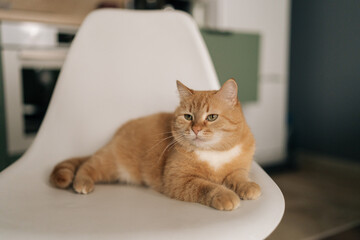 Cute ginger cat lying peacefully on white chair, relaxing in bright modern kitchen room, enjoying...