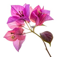 pink rose isolated on white