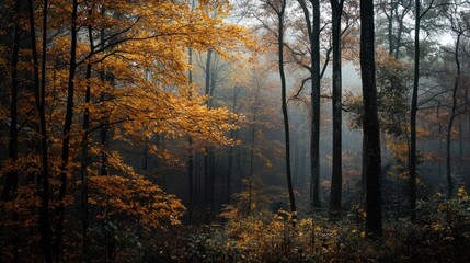 Obraz premium The autumn forest with golden trees on a misty day