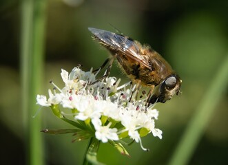 macro photography of a bee collecting pollen from a flower