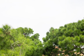 Green Pine Tree Canopy Against Sky