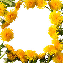 Obraz premium Dandelion flowers frame isolated on white (*Taraxacum officinale*), clipping path --v 7.0
