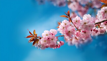 beautiful pink cherry blossoms on a branch in spring panorama closeup with blue background